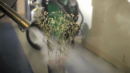 Most Dangerous Object in the Office: GreenSteam Weed Killer