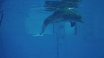 Animal Prosthetics Help Human Amputees Move Again