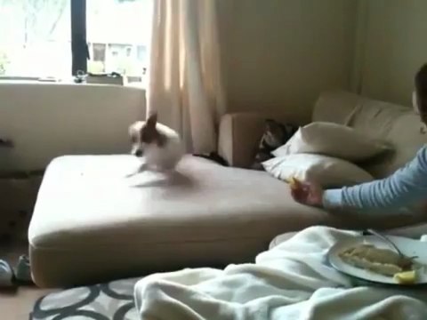 Un chien mange du citron