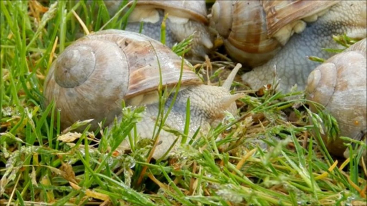 Escargot de Bourgogne, helix pomatia