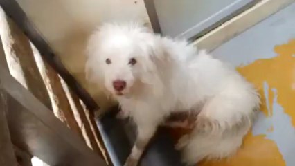 Death Row Dog REALLY Wants a Family - CUTE