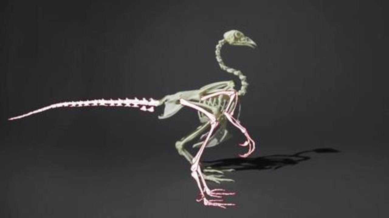 How to Hatch a Dinosaur