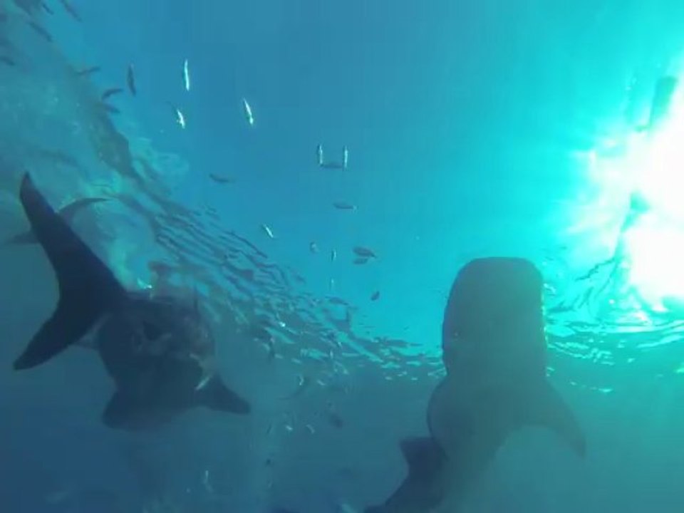 whale Sharks