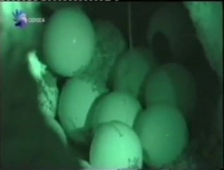 Huevos: Reproduccion con cascara