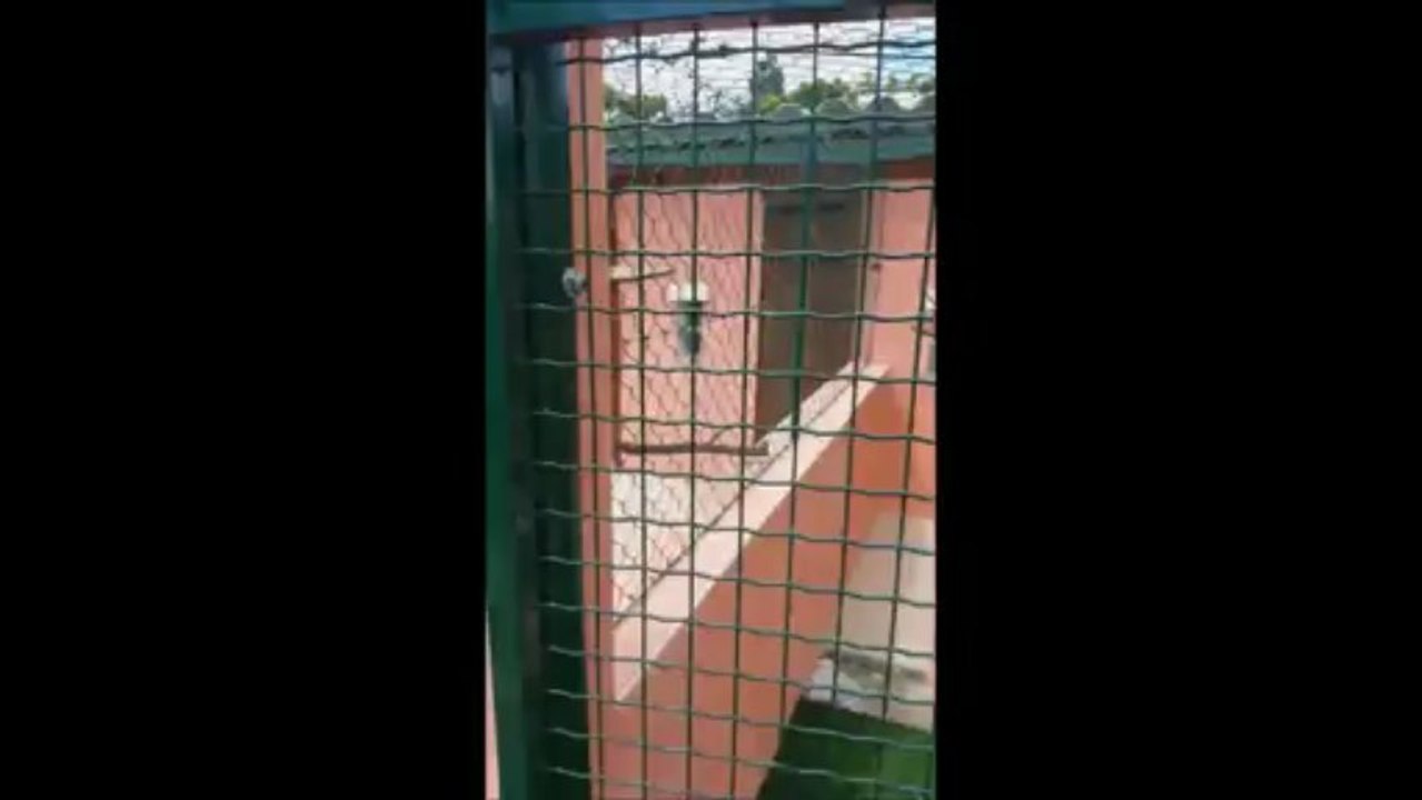 Pension Chats centre canin du Pilier des Masques