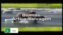 Discovery na Escola - Biomas: Ártico Selvagem [Discovery Channel]