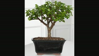 Ftd Dwarf Jade Bonsai