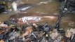 feeding electric eels near Ta우리카지노 ☱☴☵_V J 8 1 5．ＣＯＭ_☵☴☱ 소액대출huayo Lodge in the Amazon Jungle_(360p)