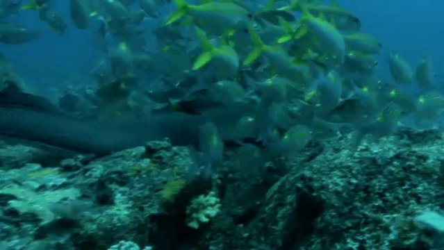 Maurice et Rodrigues, des îles à partager