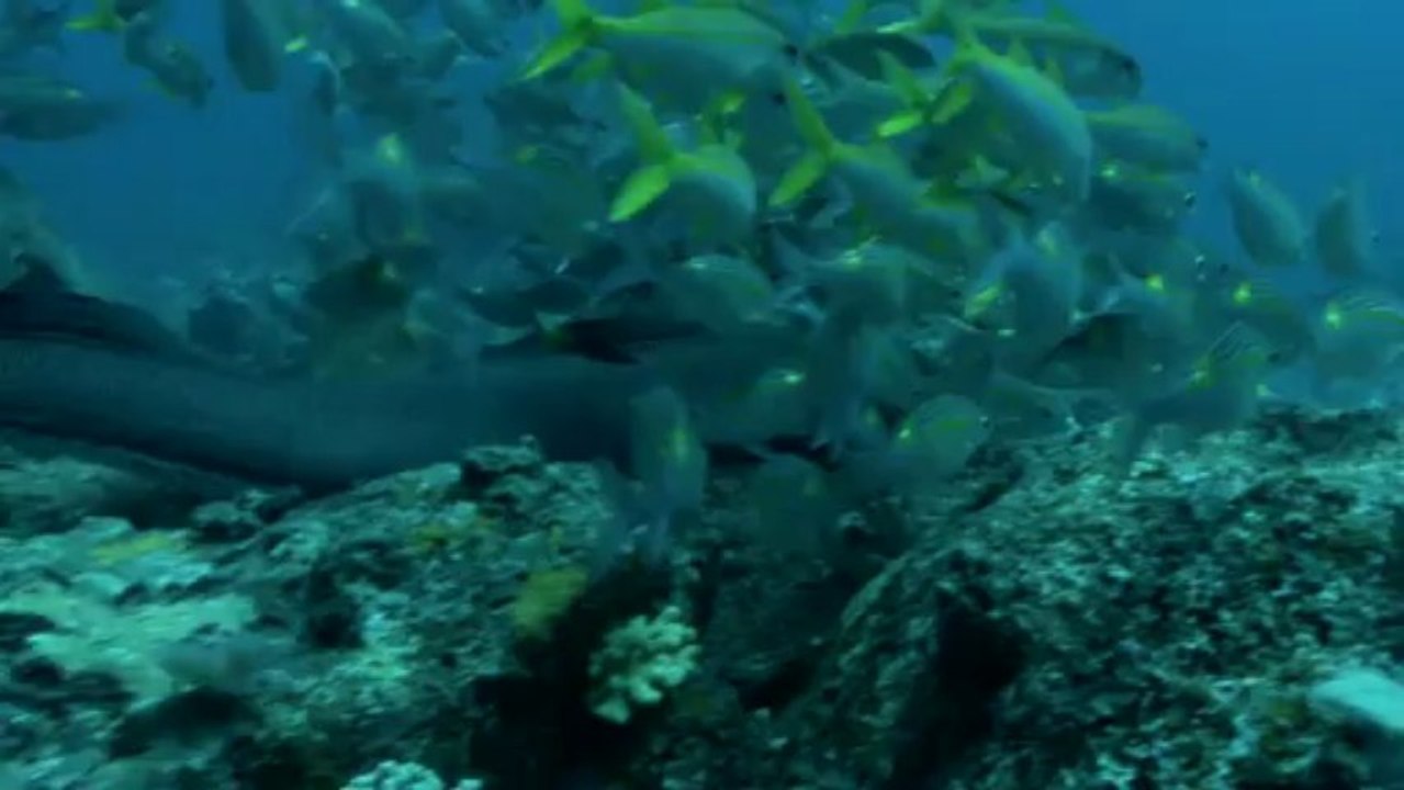 Maurice et Rodrigues, des îles à partager