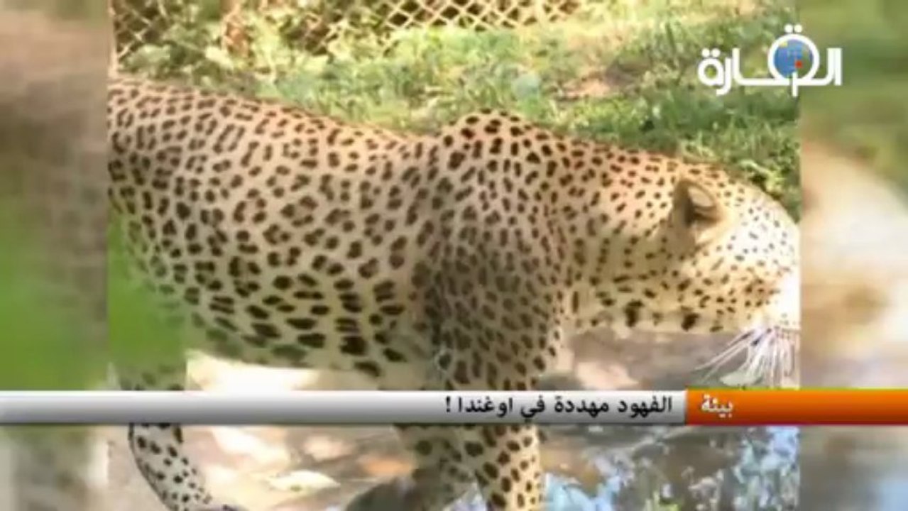 الفهود مهددة  في اوغندا !
