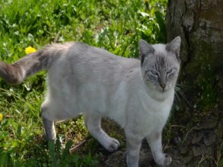 Mes Petits Amour de Chats