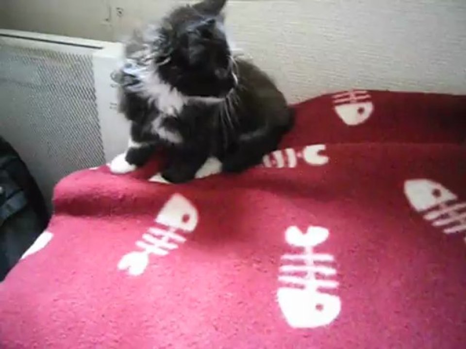 Tichou s'endort en moins d'une minute