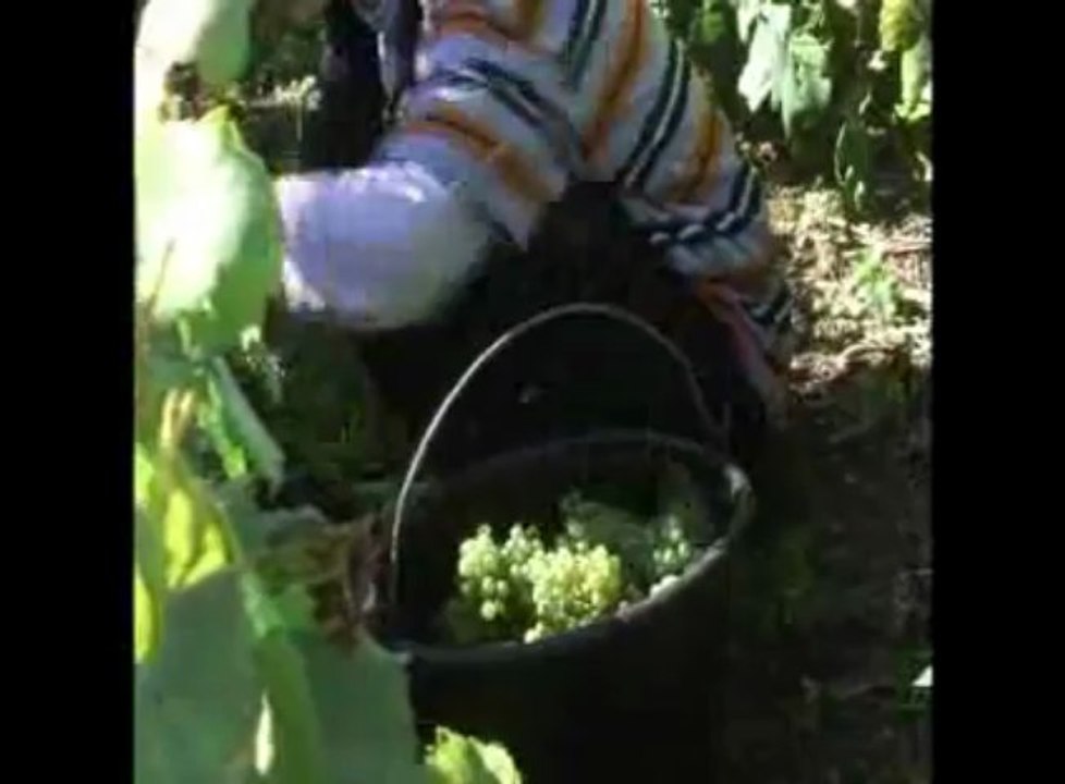 Vendanges en Champagne