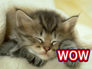 WOW Cats Meow To Communicate To People Not Each Other