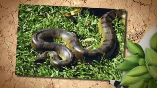 Valley Inspections & Pests (541) 719-8539