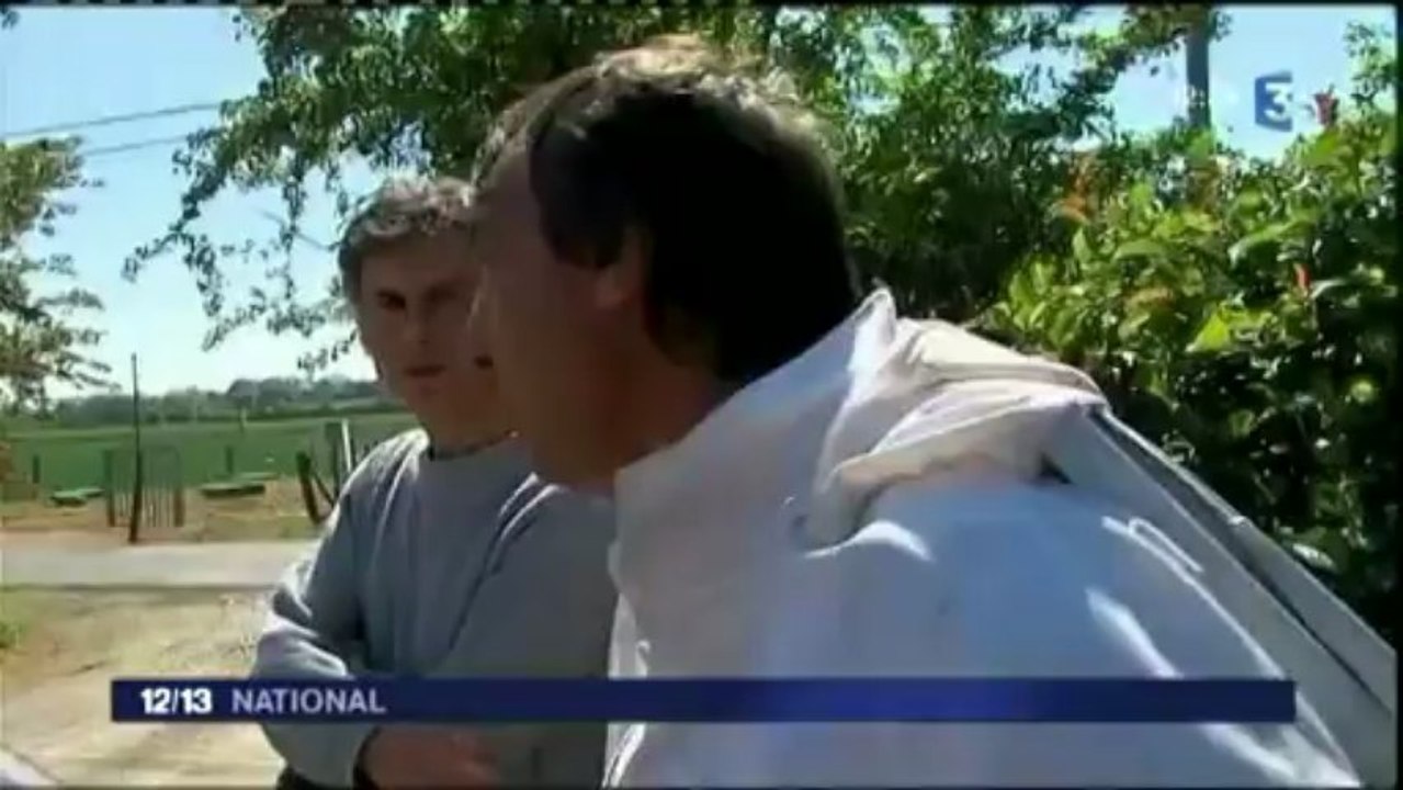 Les abeilles protégées contre des pesticides mais pas contre le temps maussade