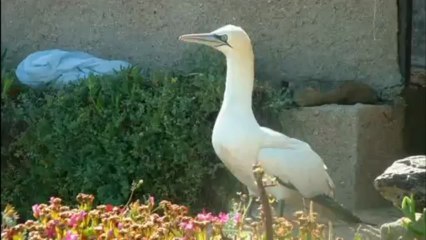 Fou de Bassan reprend son vol