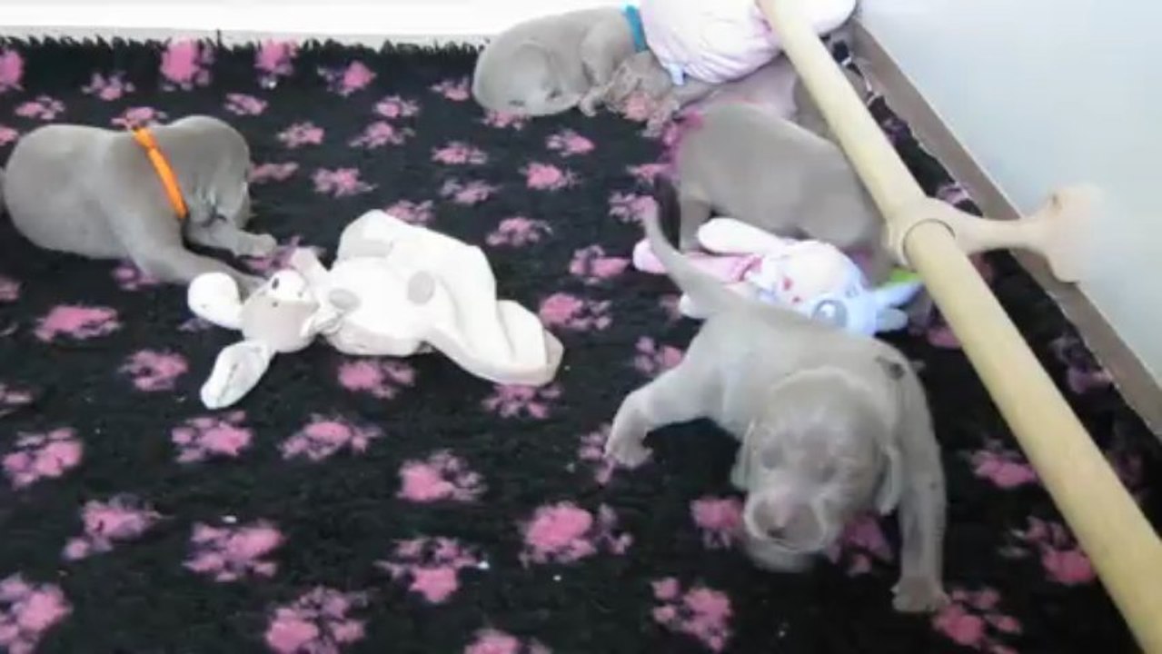 Les Bébés 12 jours