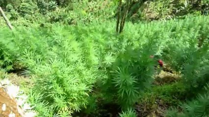 1 de cada 4 europeos usó drogas