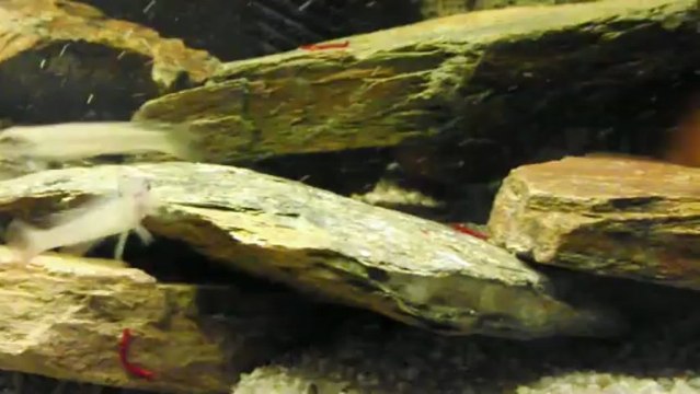 Video repas 16 mai 13