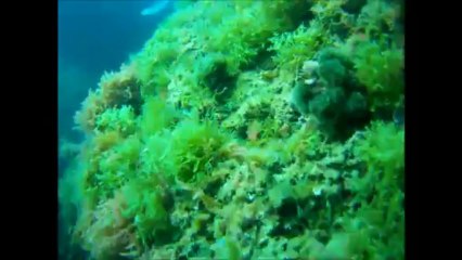 Plongée L\'Estartit mai 2013.wmv Version Ordi.wmv