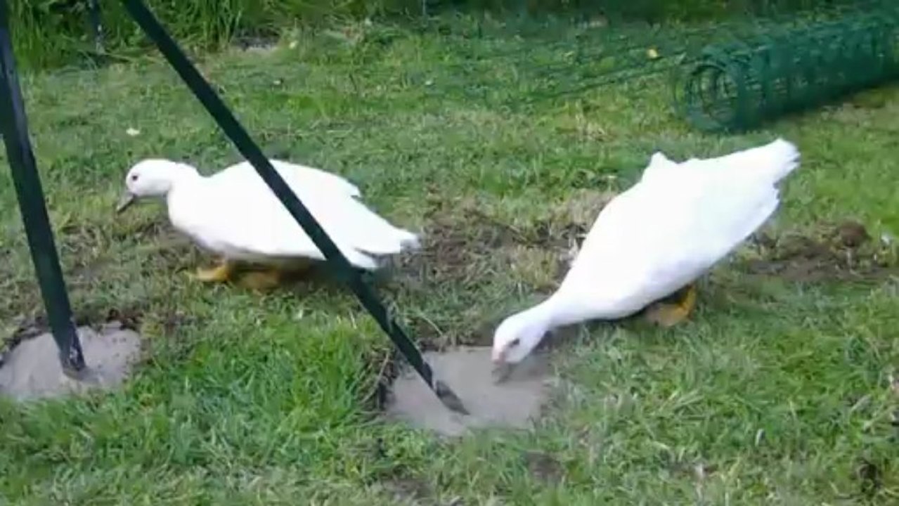 Canards mutants