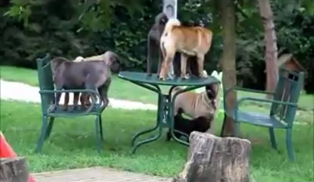 Mamy Chila & les Djeunsss