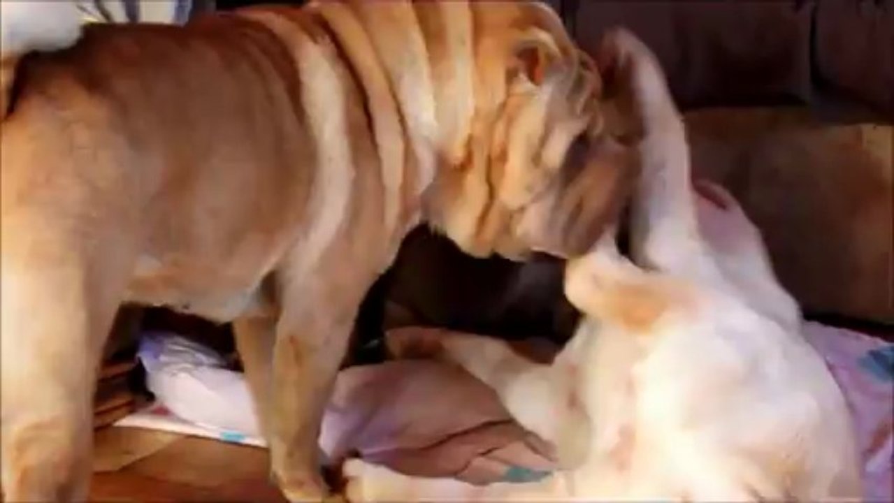 Potion & les bébés