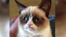 Grumpy Cat Scores Movie Deal