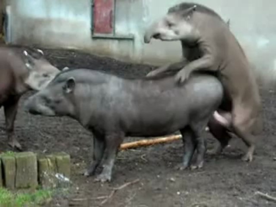 Sexo Animal GenericosBrazil Obmolocvideos 2013