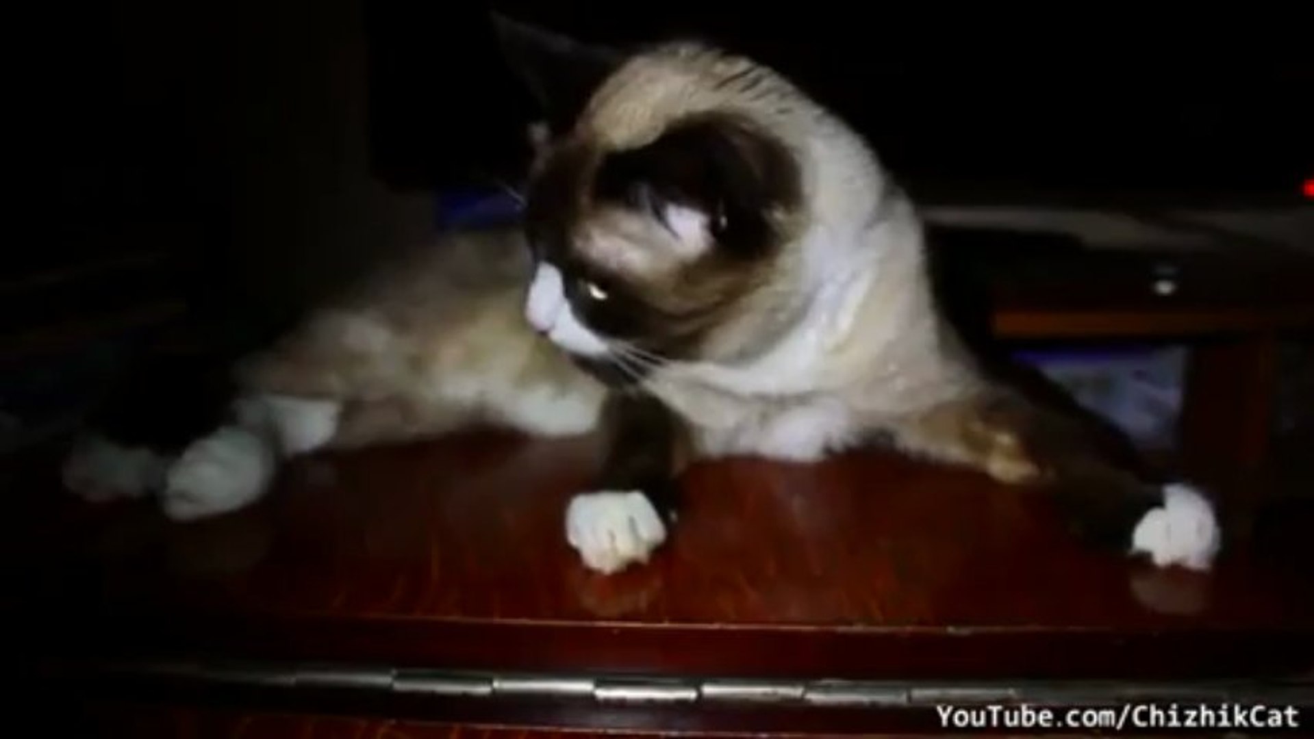 ⁣Cat Grooming Cat Fail