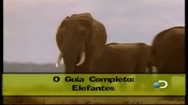 Discovery na Escola - Guia Completo: Elefantes e Grandes Primatas [Discovery Channel]