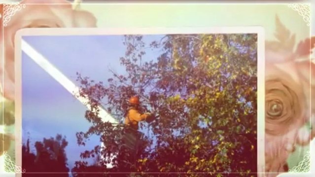 ESBS Tree Services (256) 534-1880