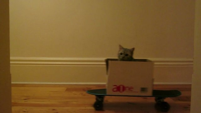 Cat on a skateboard..just so FUNNY