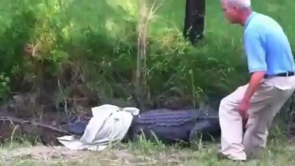 Ataque feroz de cocodrilo a un científico