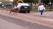 A crazy Sheep attacks people in Brazil...So funny!