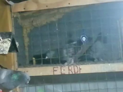 mavi yavrum ferdi bayrak güvercin seferkuşu taklacı 05354829474