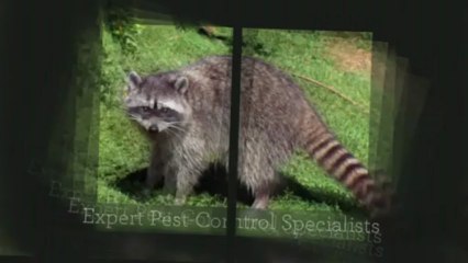 Wildlife Removal Alpharetta | Atlanta Squirrel & Rat Removal Call (678) 447-3124