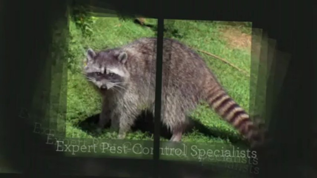 Wildlife Removal Alpharetta | Atlanta Squirrel & Rat Removal Call (678) 447-3124