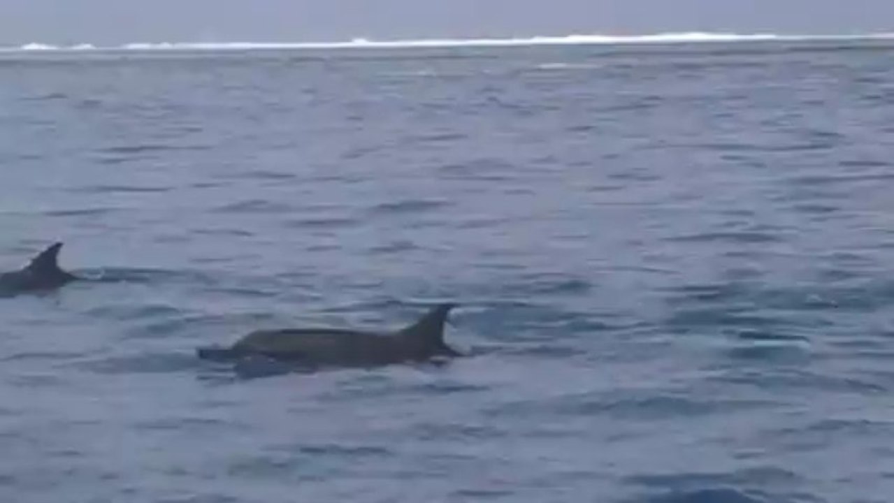 CLAN  DE DAUPHINS SPINER DANS LE LAGON DE MOOREA....