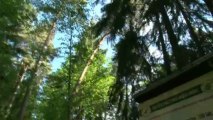 Leśne skarby powiatu zgorzeleckiego
