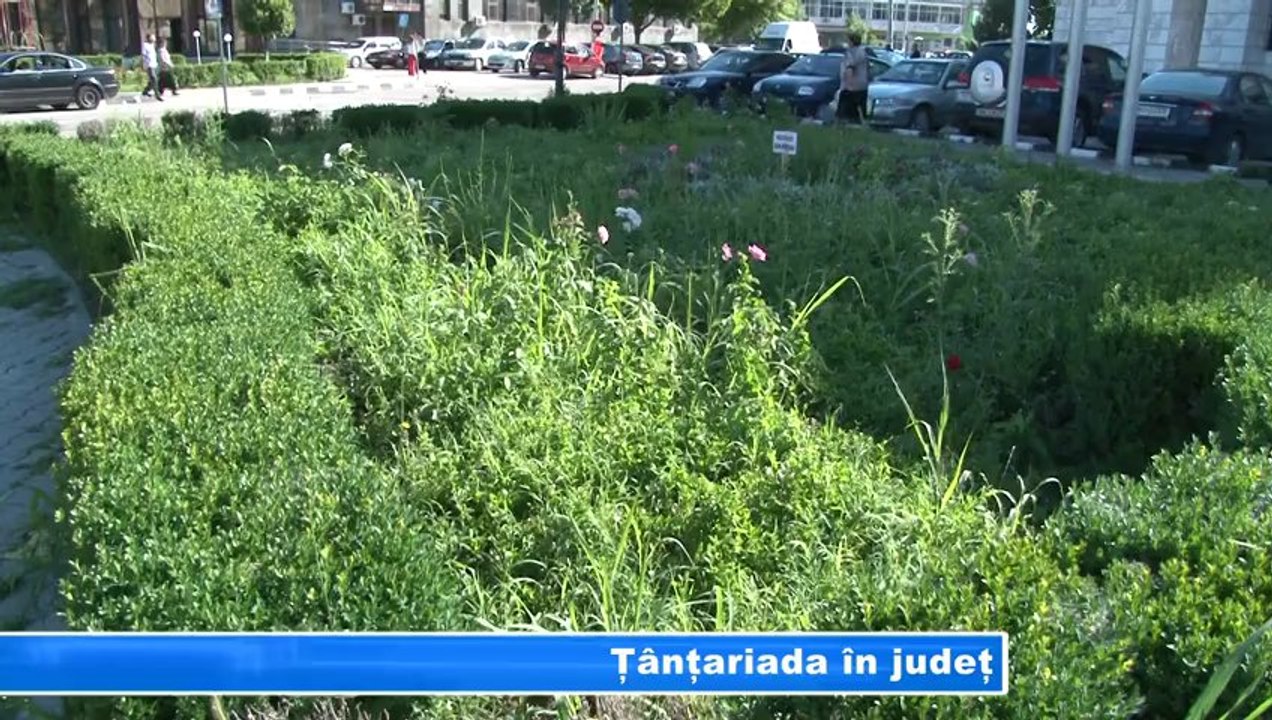Tantariada in judet