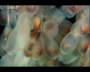 NG WILD | Dev Ahtapot