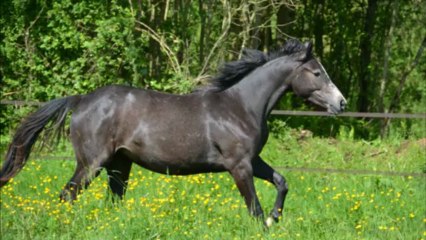 Balkyrie des Edènes 2 ans