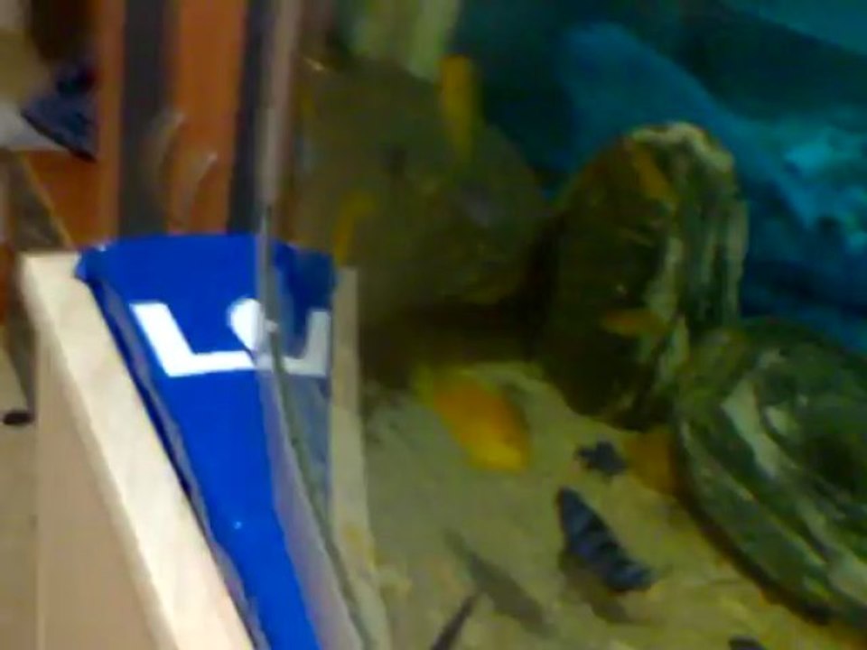 Demasoni ve Sarı prenses 23.05.2013