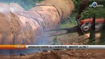 Herakles Farms au Cameroun : Bientôt la fin ?