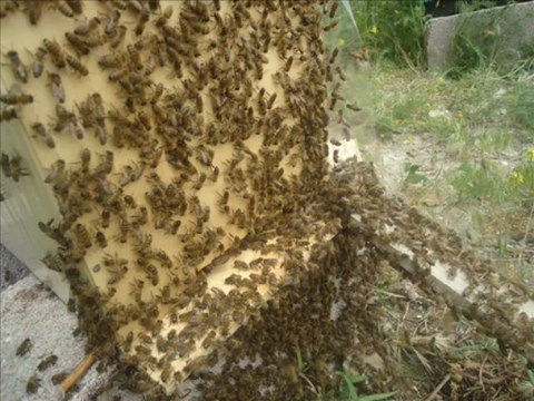 Kara kovan Bal Üretimi - Soner GENEL 29/ 05/ 2013