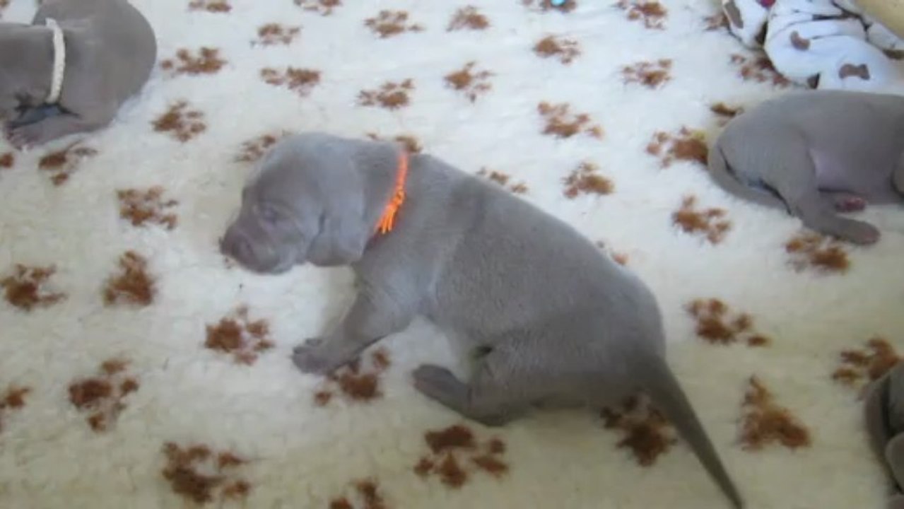 Moi Miss Orange pas contente!!!