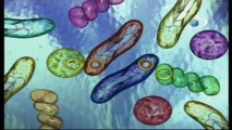 Discovery na Escola - Tudo Sobre: Bactérias [Discovery Channel]